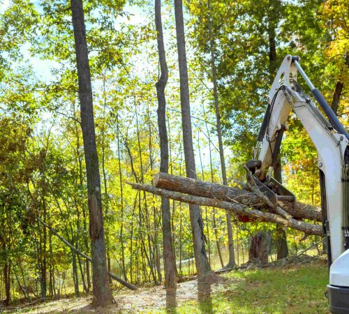 land-clearing-041